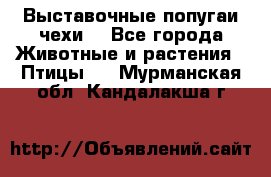 Выставочные попугаи чехи  - Все города Животные и растения » Птицы   . Мурманская обл.,Кандалакша г.